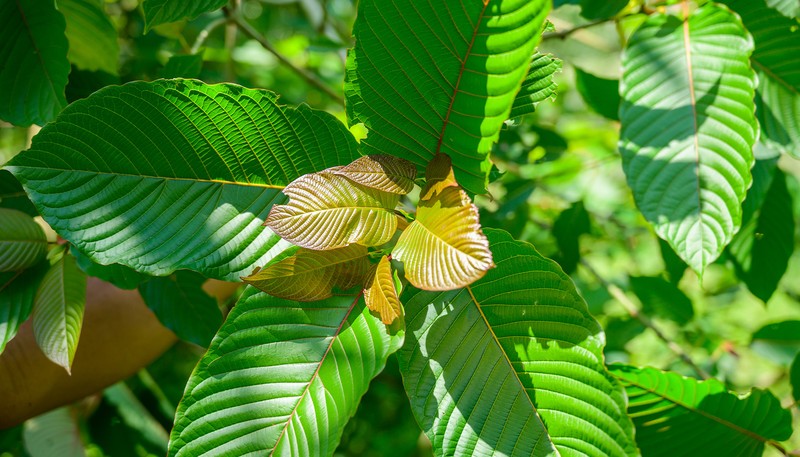 Green Kratom: Exploring Nature’s Calming Elixir