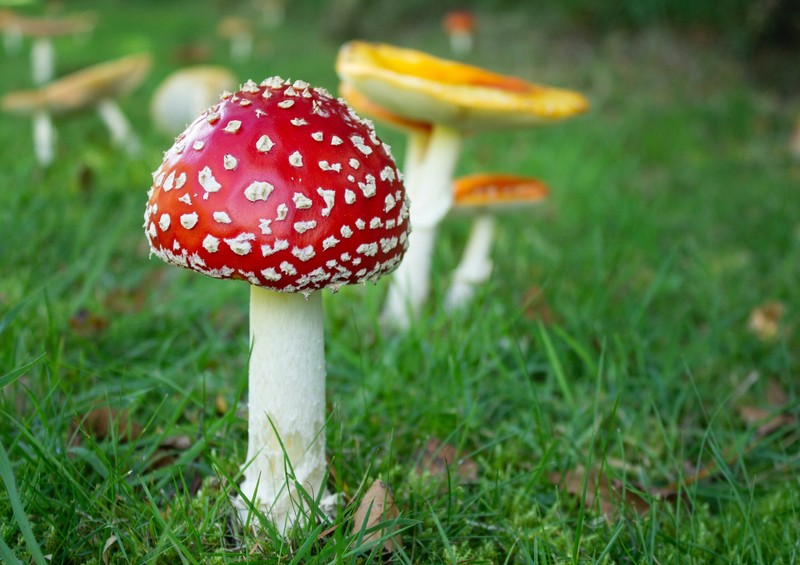 Psychedelic Elixirs: Amanita Muscaria Gummies and Beyond