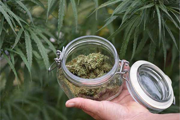 cannabis industry